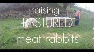 RAISING PASTURED MEAT RABBITS!!!