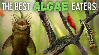 The Best Algae Eaters for Your Aquarium!