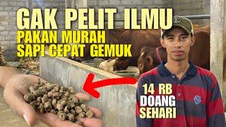 14 RIBU DOANG DIJAMIN GAK RUGI️Sapi Cepat Panen, Pakan Murah Untung Puluhan Juta