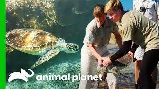 Releasing Sea Turtles On The Great Barrier Reef | Crikey! It's The Irwins