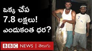 Croaker Fish: One fish fetched 7.8 lakhs. Because this croaker fish is so special BBC Telugu