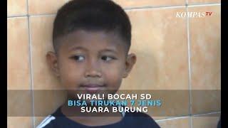 Viral! Bocah SD Bisa Tirukan 7 Jenis Suara Burung