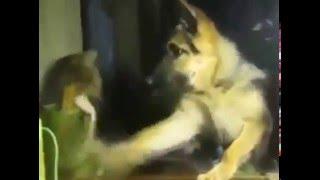 German Shepherd & Cat Boxing