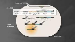 Bacterial Adaptive Immunity with CRISPR/Cas9