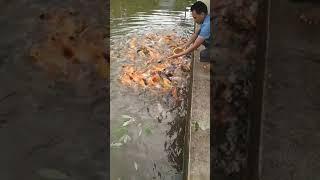 makan makan ayo,ikan mas ku sayang#asep pesoy channel