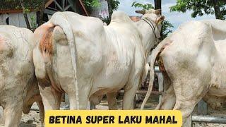 Sapi PO Betina Super Laku Mahal Di Pasar Sapi Kebumen