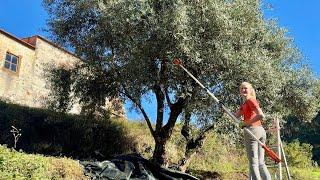 Making My Own Olive Oil the Traditional Way | Slow Life Off the Grid