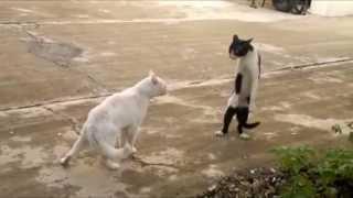 Cats Walking Funny and Thinking They are Humans