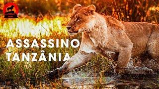 TANZÂNIA SELVAGEM | A Batalha Pela Sobrevivência dos Predadores Exímios | Documentários animais