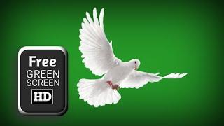 Dove green screen flying effects | green screen dove pigeon | green screen pigeon  effects