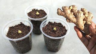 How to grow ginger from ginger cuttings || Adrak growing at home Grow from cuttings