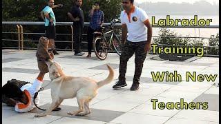 Labrador Training Exam With New Teachers By Animal Guru