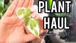 PLANT HAUL || January 2020