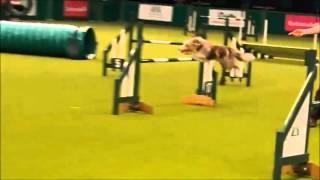 Crufts Large Singles Round 1 and 2 Agility and Jumping Martin Reid and Flash 2013