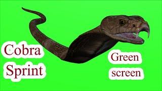 Green screen Cobra Snake animation part 3 Cobra sprint