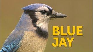 Blue Jay