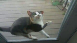 Cat Stuck in Screen Door