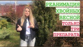 РЕАНИМАЦИЯ ХВОЙНЫХ ВЕСНОЙ / ТРИ ПРЕПАРАТА ДЛЯ УХОДА/УДОБРЕНИЯ