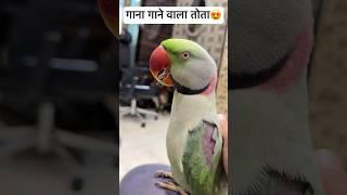 गाना गाने वाला तोता  | #bolnewalaparrot #talkingparrot #shorts #youtubeshorts #trending #viral