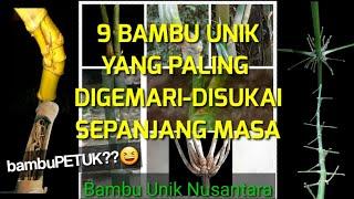 9 JENIS BAMBU UNIK PALING DIGEMARI-DISUKAI SEPANJANG MASA|| BAMBU UNIK NUSANTARA