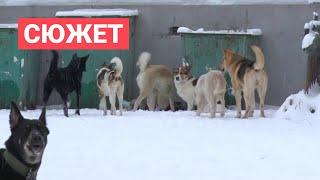 Нападения бродячих собак на людей участились в Якутске