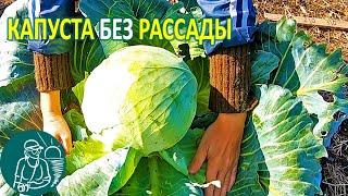  Growing Cabbage without Seedlings in the Open Field According to Gordeev’s Technology