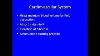 Video 3 - Digestive System - Digestive System & Homeostasis