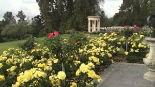 A Visit to the Huntington Rose Garden