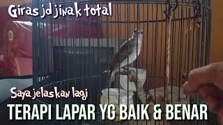 Terapi lapar yg baik & benar untuk menjinakan trucukan giras/trucukan ombyokan