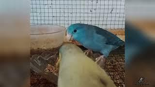 forpus parrot eating figs - forpus papağanı incir yerken #forpus #lovebird  #forpuspapağanı