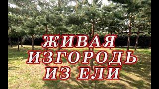 Как УКРАСИТЬ САД! Живая изгородь из Ели на даче!  Кусторез бош!