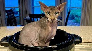 Lovely Peterbald Cat Polina