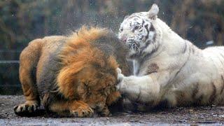 Real Fights Between Lion and Tiger. Clash of the Titans !!!