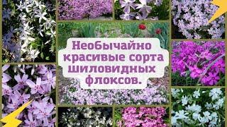 Необычайно красивые сорта шиловидных флоксов.