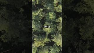 Voice change facts