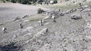 Kangal çoban köpeklerim beni parçalayacaktı.Koyunlara yabancı biri gibi geldim sonuç bu.