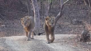 Asiatic Lions in the Gir Forest (India)