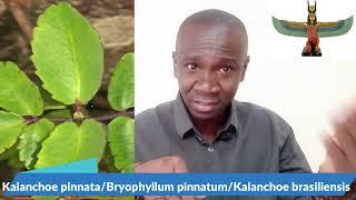 The Use of Kalanchoe Pinnata aka "Miracle Leaf" in African Spirituality.