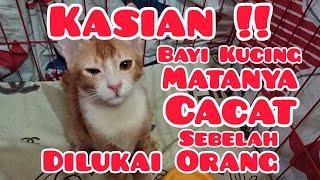 Bayi Kucing Dibuang & Hampir Mati - Terkena Infeksi Cacing Kronis