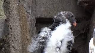 Jungvogel bei den Königsgeier im Tierpark Berlin