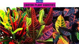 Croton Plant Varieties A to Z