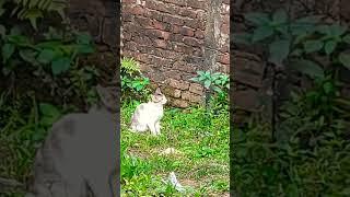 Catlovers#youtubeshorts #shortsviral #shortsvideo #shorts#subscribe@PB CREATION @pinkubaruah5335