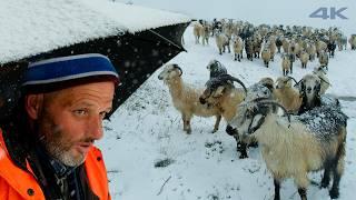 Veysel The Goat Shepherd's Challenging Life