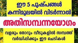 കന്നിമൂലയിൽ വളരുംതോറും വീടുകളിൽ സമ്പത്ത് വർദ്ധിപ്പിക്കുന്ന 5  ചെടികൾ Astrology malayalam