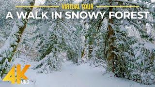 (4K UHD) Walking in a Snowy Forest - Crunching Snow Sounds for Relaxation 9 HOURS
