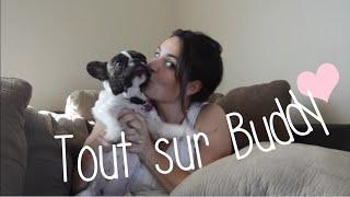 Tout sur mon bouledogue français