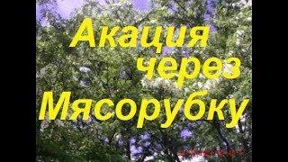 6 день Акации 8 кг. Полёт "нормальный"