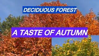 A Taste of Autumn in a Deciduous Forest