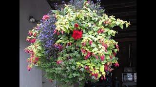 Hanging Baskets for the shade - Alan Hirt - Hirt's Gardens