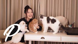 Introducing Wong Cats | WINNIE WONG